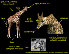 Körperbau-Aussehen-Giraffe.jpg